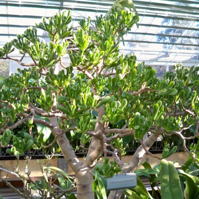 Jade plant in greenhouse