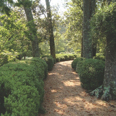 boxwoodpath