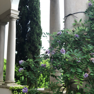 Purple Wisteria at Porte Cochere