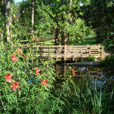 Swamp Hibiscus and bridge at the Baptismal Pool