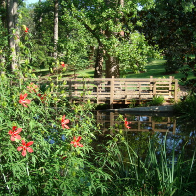 Swamp Hibiscus and bridge at the Baptismal Pool