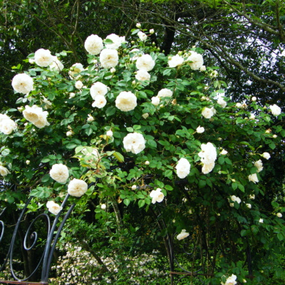 church garden roses