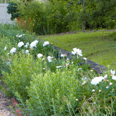 peony bed